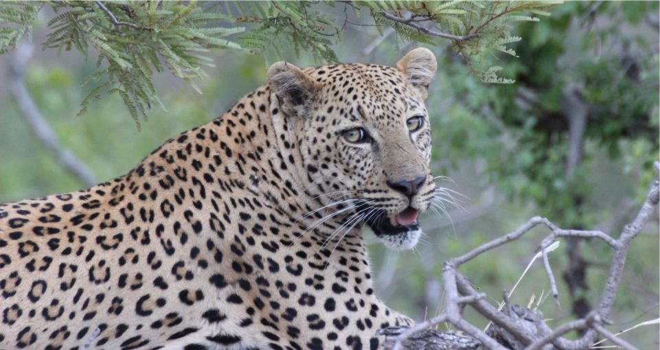 Wildlife_Safaris_Leopard