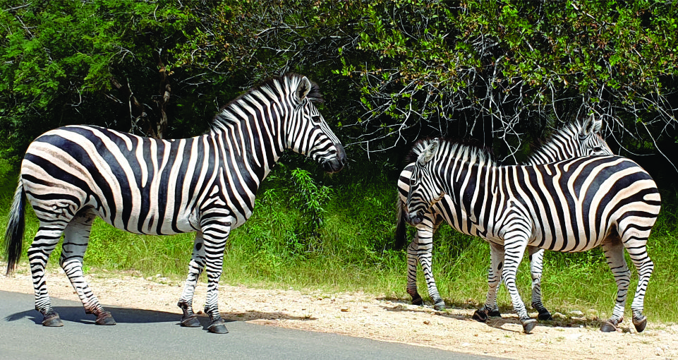 Wildlife_Safaris_Zebra_961.510